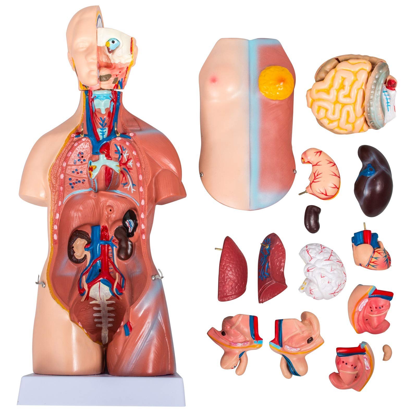Anatomical Models